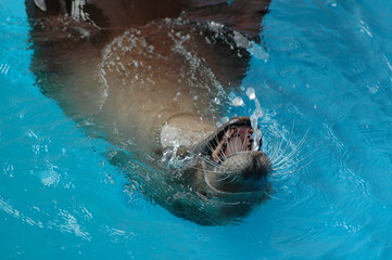Seal playing in a pool