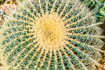 Cactus closeup view