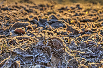 Fallen leaves on the ground, covered with a layer of hoarfrost, on a sunny day in winter