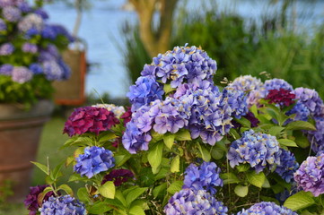 blue flowers in the garden