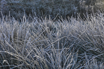 Clumps of tall grass in a park, covered with rime, on a cold but sunny day in winter