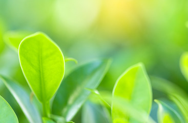 Closeup of nature leaves green blur. In the spring Under the morning light. Use as background and wallpapers.