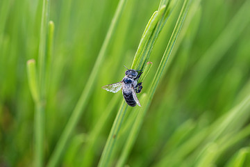 Abeja descansando sobre plantacion