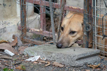sad brown Thai dog, showing the unhappy from its eye. It's in the old cage.