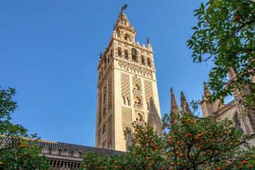 Fototapeta na wymiar View of Giralda tower of Seville Cathedral of Saint Mary of the See (Seville Cathedral) with oranges trees in the foreground