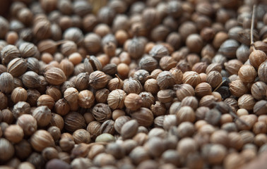 organic cilantro seeds. closeup