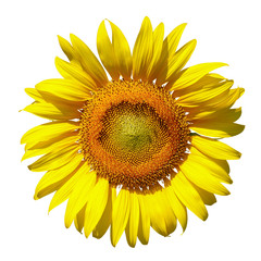 Fototapeta premium sunflower isolated on white background
