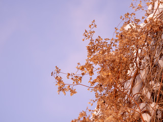dry brown flowers in the snow