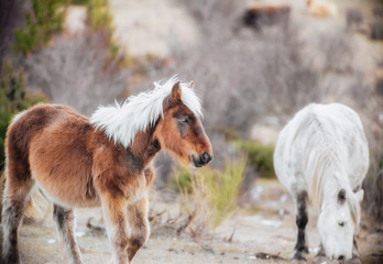 Fototapeta premium Portrait of little horse looking for food
