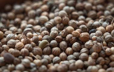 organic cilantro seeds. close up shot