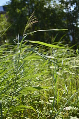 flowers in the garden