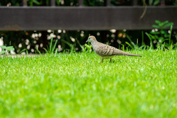 close up dove walks in the grass field.