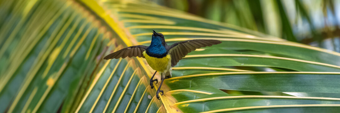 Newton's sunbird, male, beautiful bird singing on a palm tree, in Sao Tome and Principe, Anabathmis newtonii 