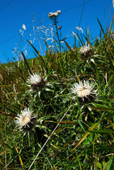 Fototapeta premium Silberdistel Disteln