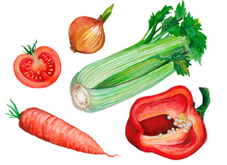Hand drawn watercolor set of fresh vegetables 