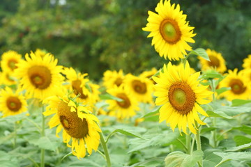 beautiful sunflower blooming in field