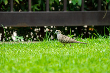 close up dove walks in the grass field.