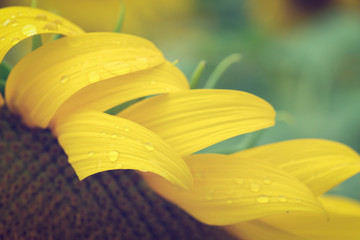 water dew drop on yellow flower petal, beautiful sunflower blooming in the morning