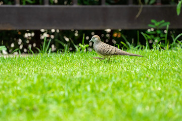 close up dove walks in the grass field.