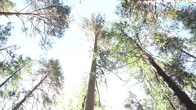 Buttom view of trunks and crowns of the trees in the spring forest against the blue sky with the sun. Footage. The green trees top in forest and sun beams shining through leaves, view from below.