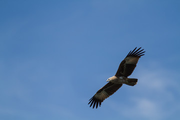 Fototapeta premium White-Bellied Sea Eagle