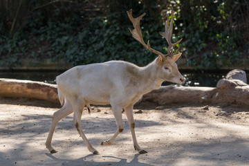 Gamo macho albino