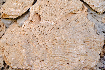 texture of old wall