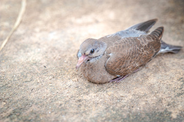 close up baby dove on the stone ground is still sitting in the tree shade.