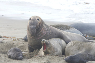 male elephant seal attempting to breed with female. Elephant seals breed annually and are seemingly faithful to colonies that have established breeding areas