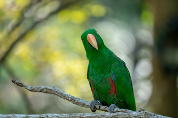 Green parrot hang on / stand on the branch in the forest / bokeh blur  background.