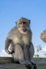 photogenic long tailed balinese monkey (Macaca fascicularis) sitting on the wall and judging/looking at the camera at Uluwatu temple in Kuta, Bali