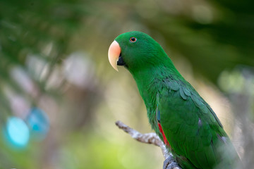 Green parrot hang on / stand on the branch in the forest / bokeh blur  background.