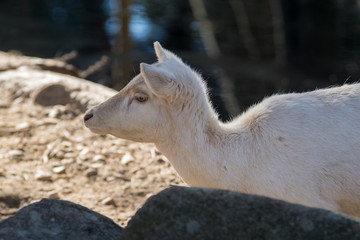 Fototapeta premium Hembra de gamo común albino