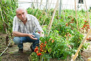 Professional gardener working with tomatoes in sunny greenhouse