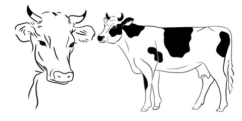 cow line illustration