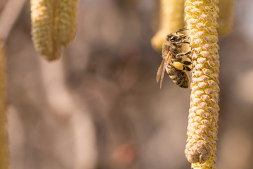 Corylus avellana -  honey bee collecting nectar on a hazelnut shrub in spring