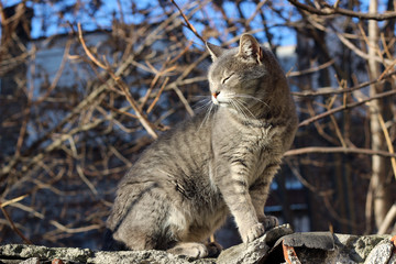 Obraz premium Cat grey gray large stray wall city street