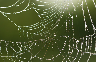 Web and dewdrop