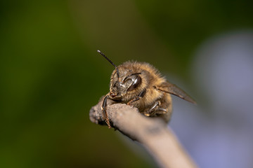 Cute and Tired/exhausted Honey bee barely hanging onto a stick. Bee is about to fall from the stick it is sitting on
