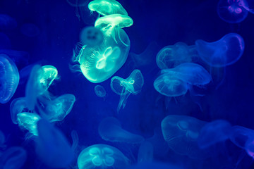 Jelly fishes are swimming and glowing in the dark.