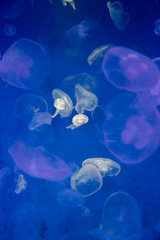Naklejka na ściany i meble Jelly fishes are swimming and glowing in the dark.