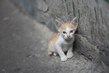 poor alone white orange kitty - cat without mom standing beside the dirty wall near by canal.