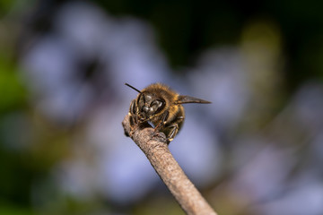 Tired/exhausted Honey bee climbing up on a stick with beautiful green and blue background. Left eye of the bee is on focus, view from the side