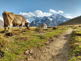 Mucca al pascolo in val Cedèc - Valfurva, alta Valtellina