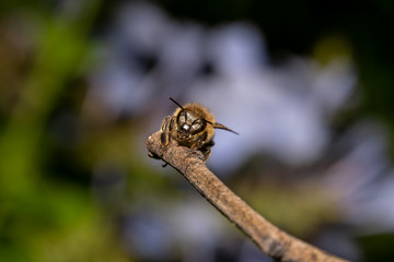 Tired/exhausted Honey bee climbing up on a stick with beautiful green and blue background