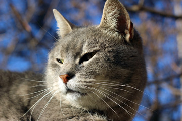 Cat grey gray large stray wall city street