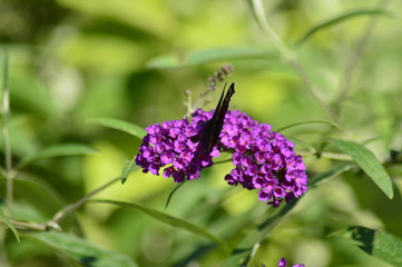 butterfly on flower