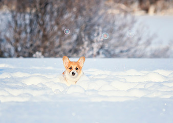  red corgi puppy fun runs over a snowy meadow in deep white snowdrifts in winter on a sunny day