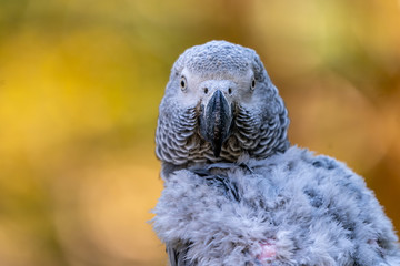 Baby African grey parrot with red tail hang on to the branch in the forest