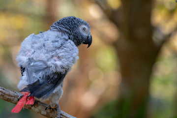 Baby African grey parrot with red tail hang on to the branch in the forest